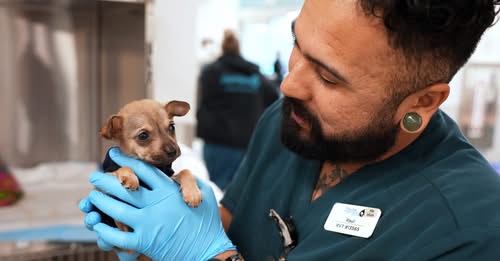 Photograph of veterinarian holding dog