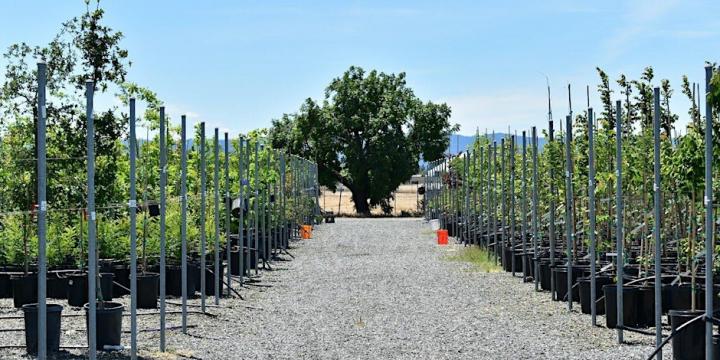 Photograph of Our City Forest Nursery