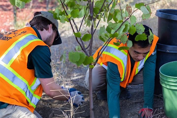 Photograph of two community members planting a tree